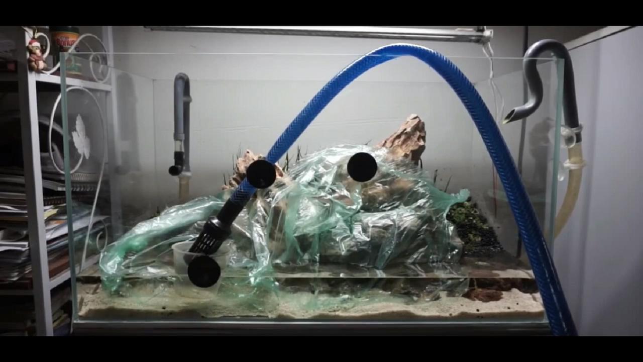 草缸皇冠水草造景,假山草缸水草造景