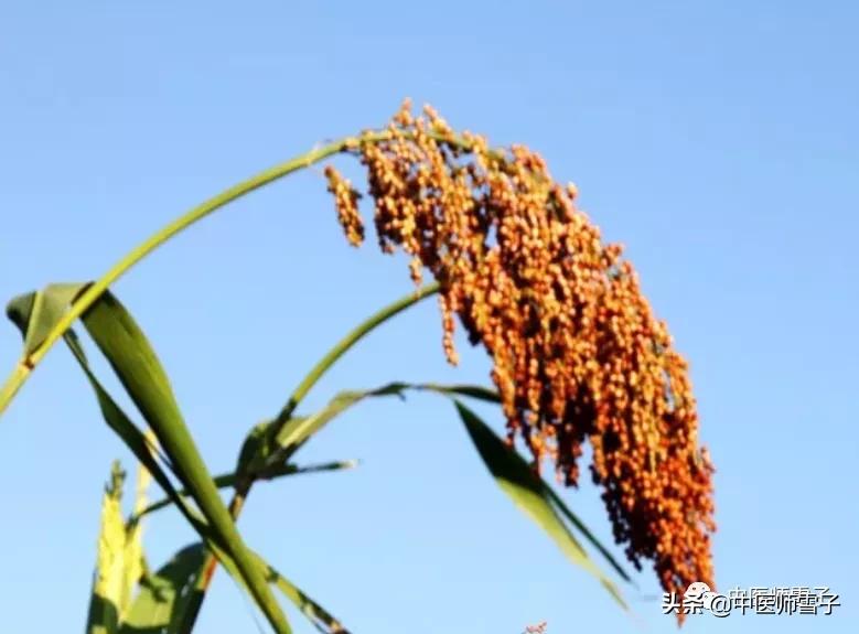 小满养生节气操,小满节气吃哪种食品更养生