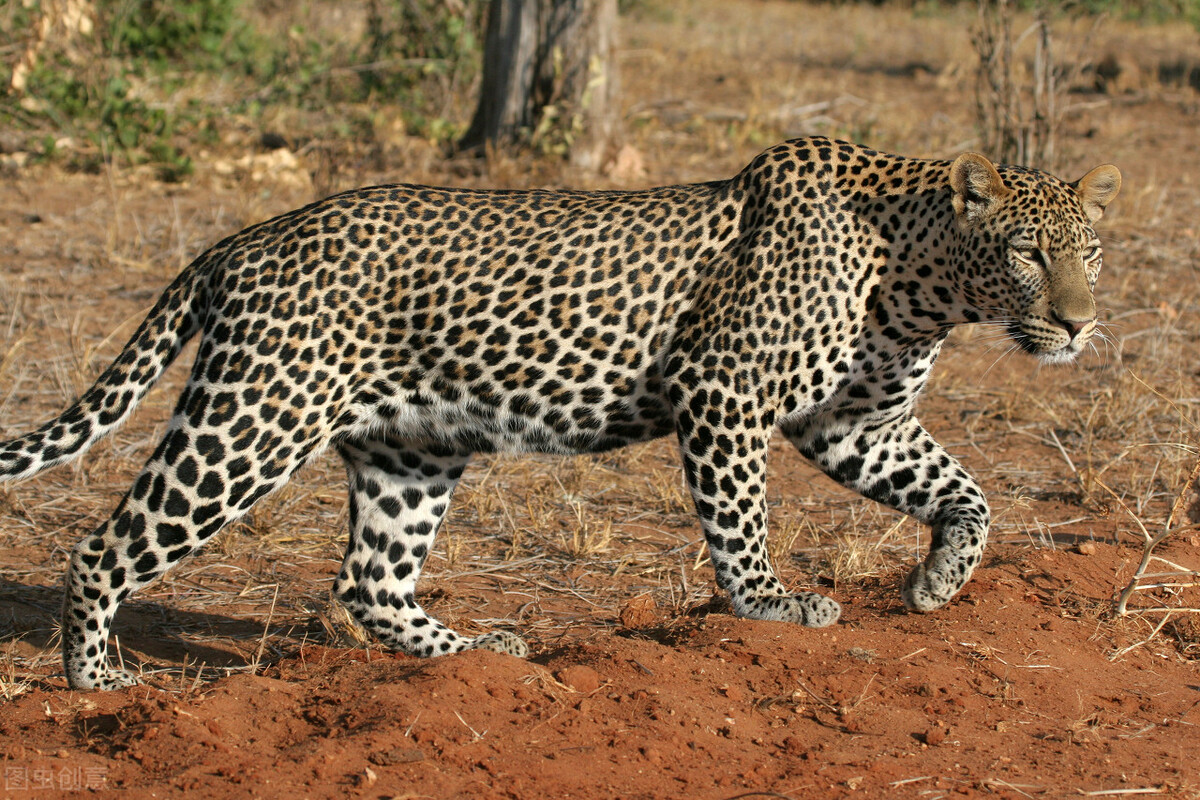 老鹰捕杀豹子幼崽视频,老鹰捕猎花豹幼崽被豹妈发现