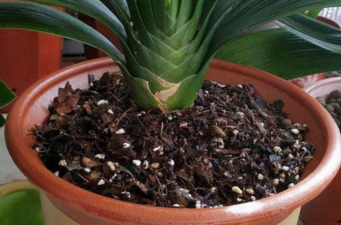 自制水肥需要注意什么,自制水肥氮肥过多怎么调节