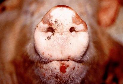 猪口蹄溃烂用什么药,猪口蹄恢复后还会得口蹄疫吗