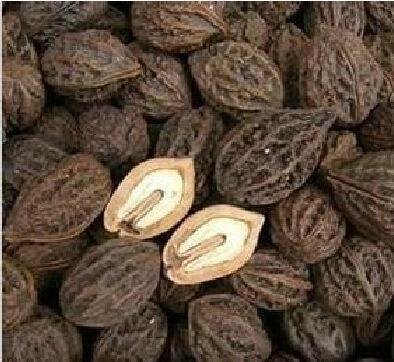 捡小山核桃,捡山核桃视频