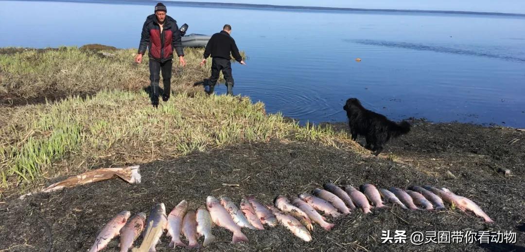 金日成爱吃的它,居然已经在国内绝迹?