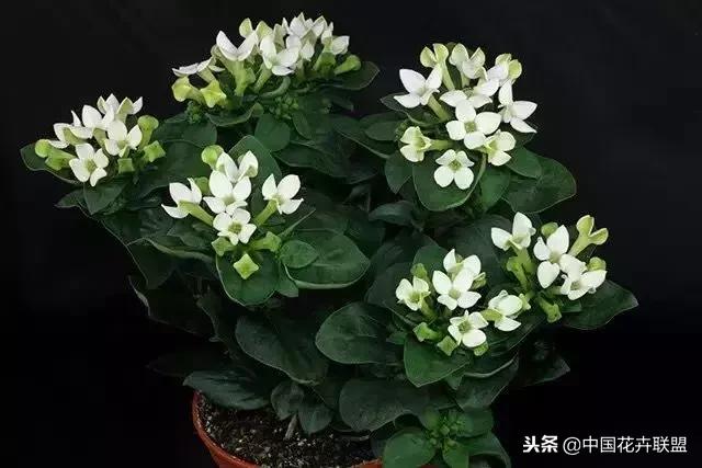 100种鲜花的花语樱花,100种不同花的花语