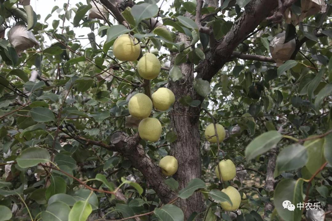 梨树种植管理技术,梨树冬季怎么管理