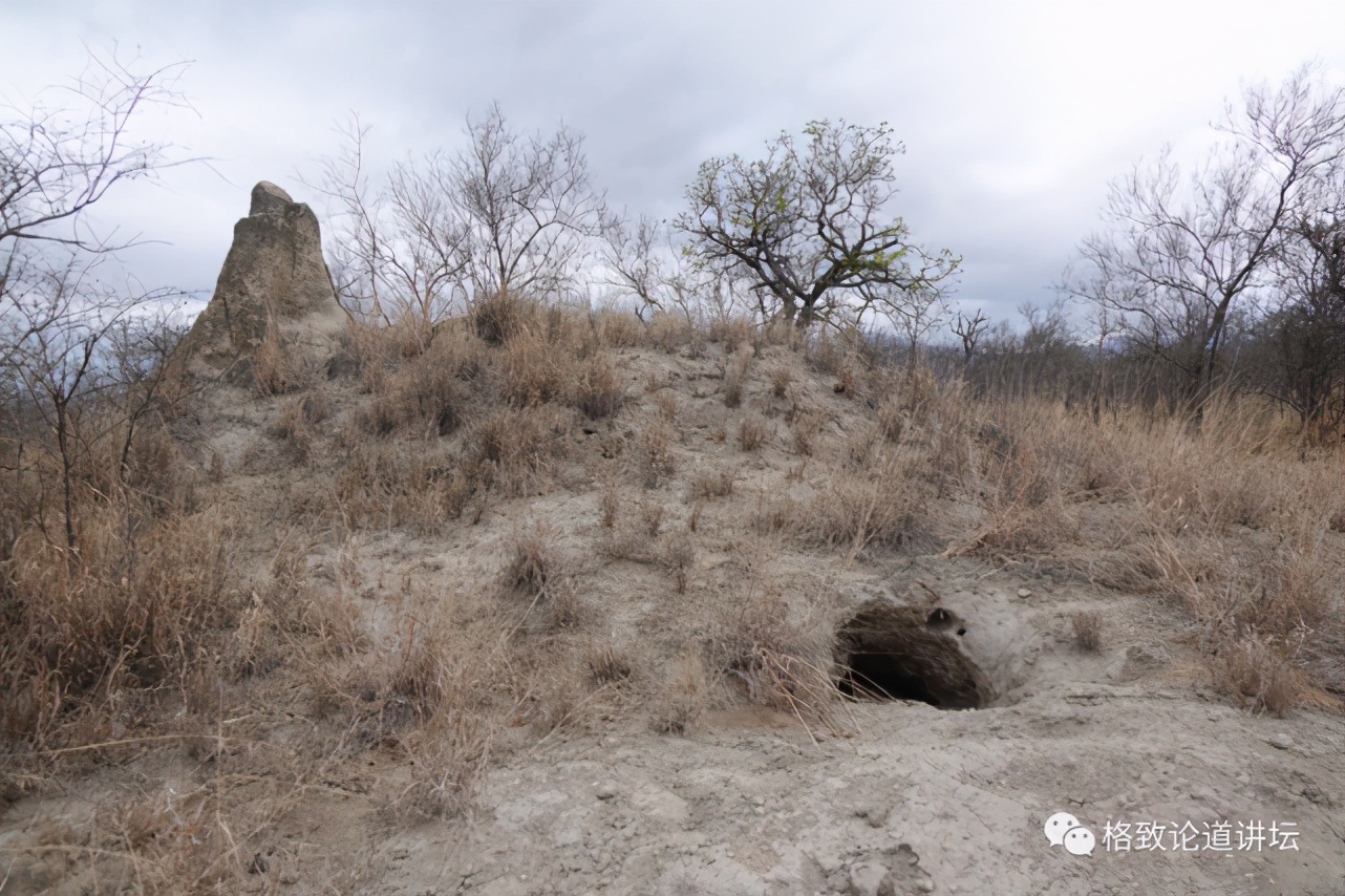 被称为“非洲最强挖掘机”的它，挖洞速度比6个人还快