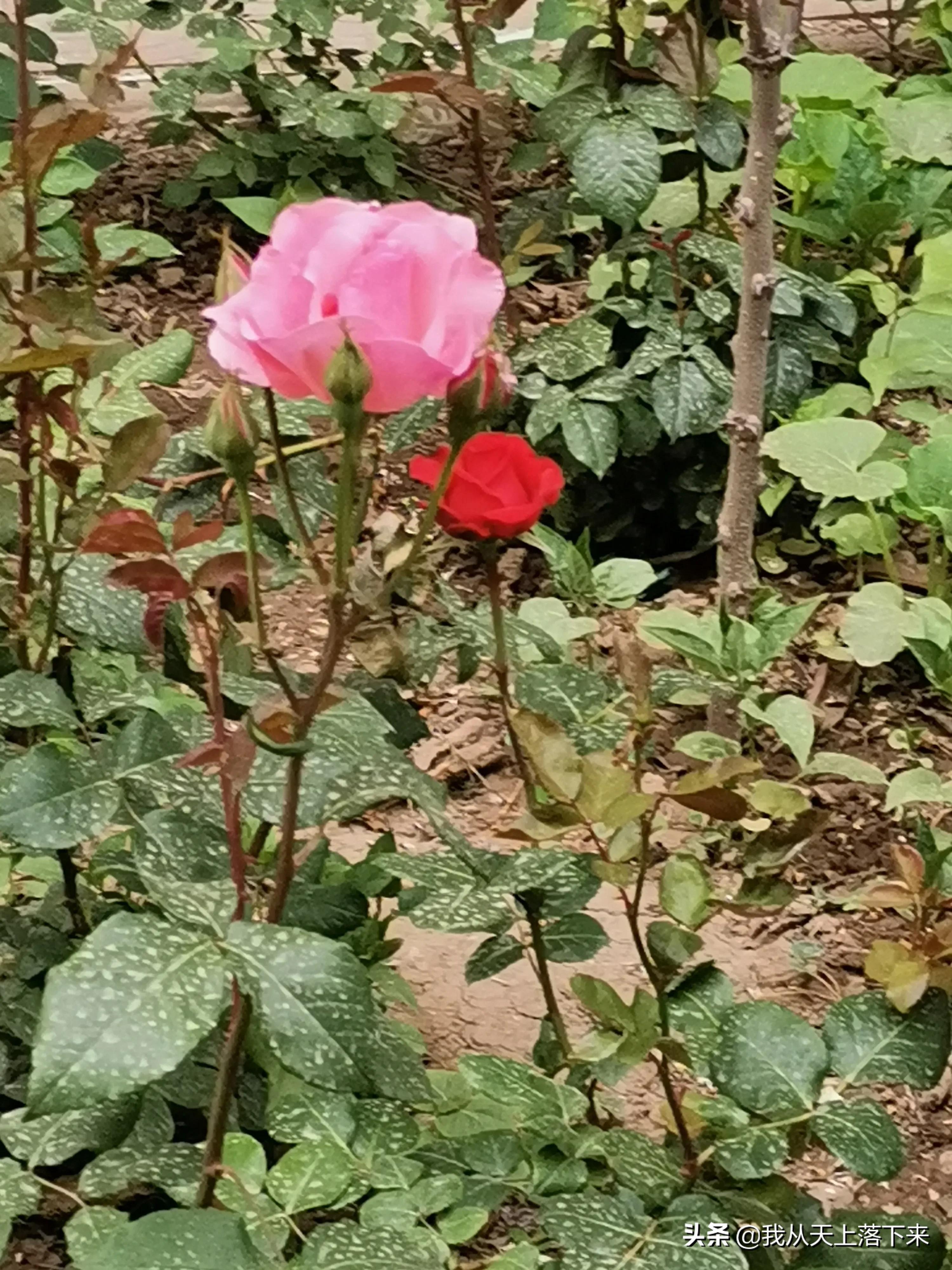 100张花朵美图,100张花图片大全