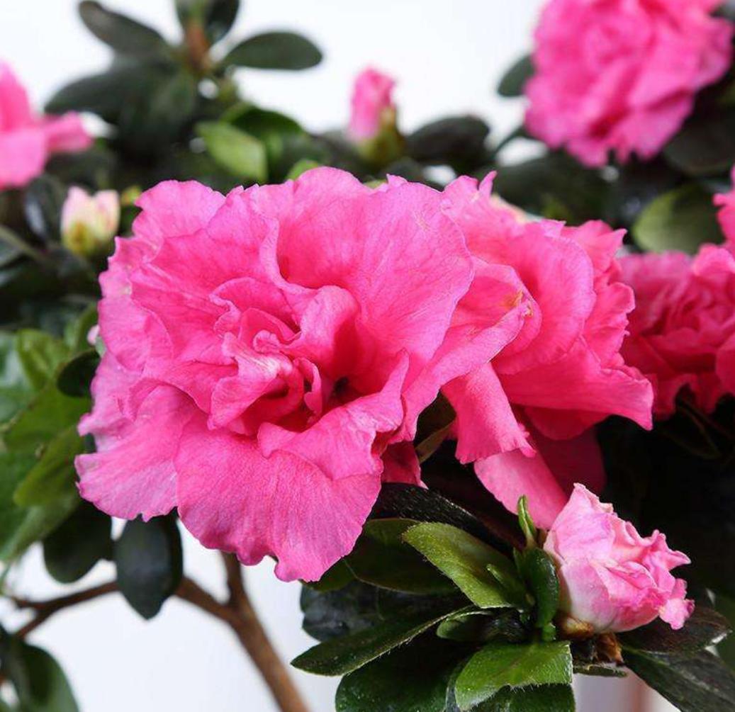 怎样判断杜鹃花黄叶原因,杜鹃花叶面黑斑怎么治