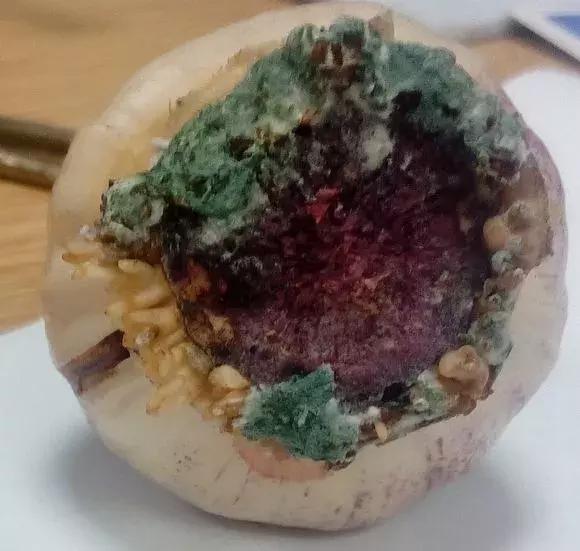 开过的风信子怎么处理,开过花的风信子怎么留种子