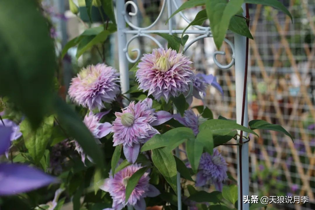 别人做梦都想要的花墙，他早就用铁线莲实现了