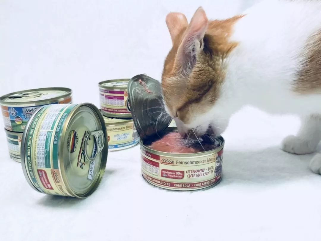 铲屎官旅游小猫咪开门,铲屎官出门猫咪躲床下