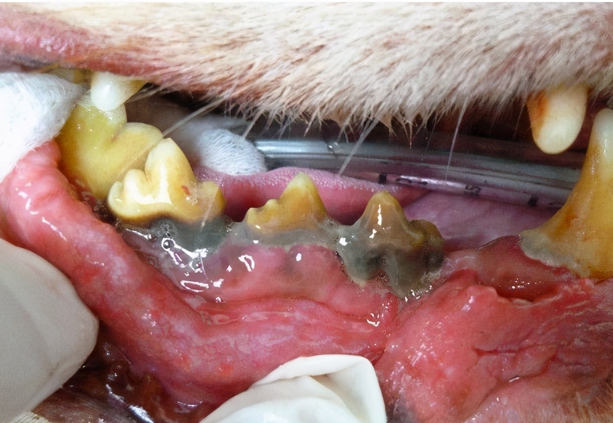 柯基口臭怎么去除,柯基口臭软便