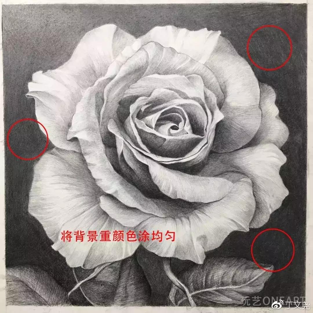 素描教程简单8-12岁玫瑰花,玫瑰素描怎么画