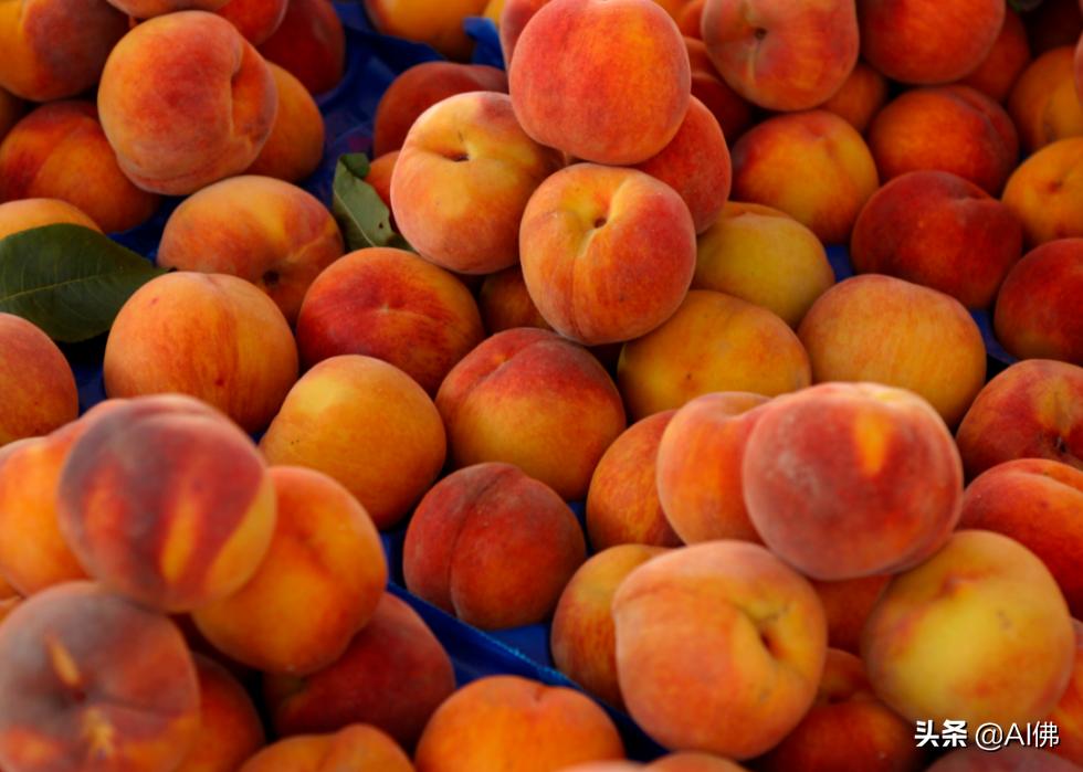 十种不能给狗吃的食物,狗的克星食物