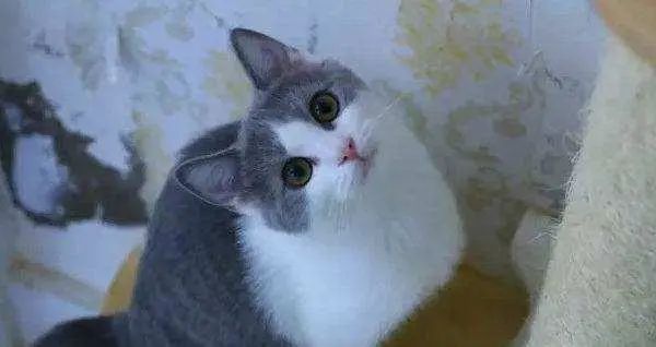 蓝猫也有蓝白色,英短蓝猫明明是灰色的为啥叫蓝色