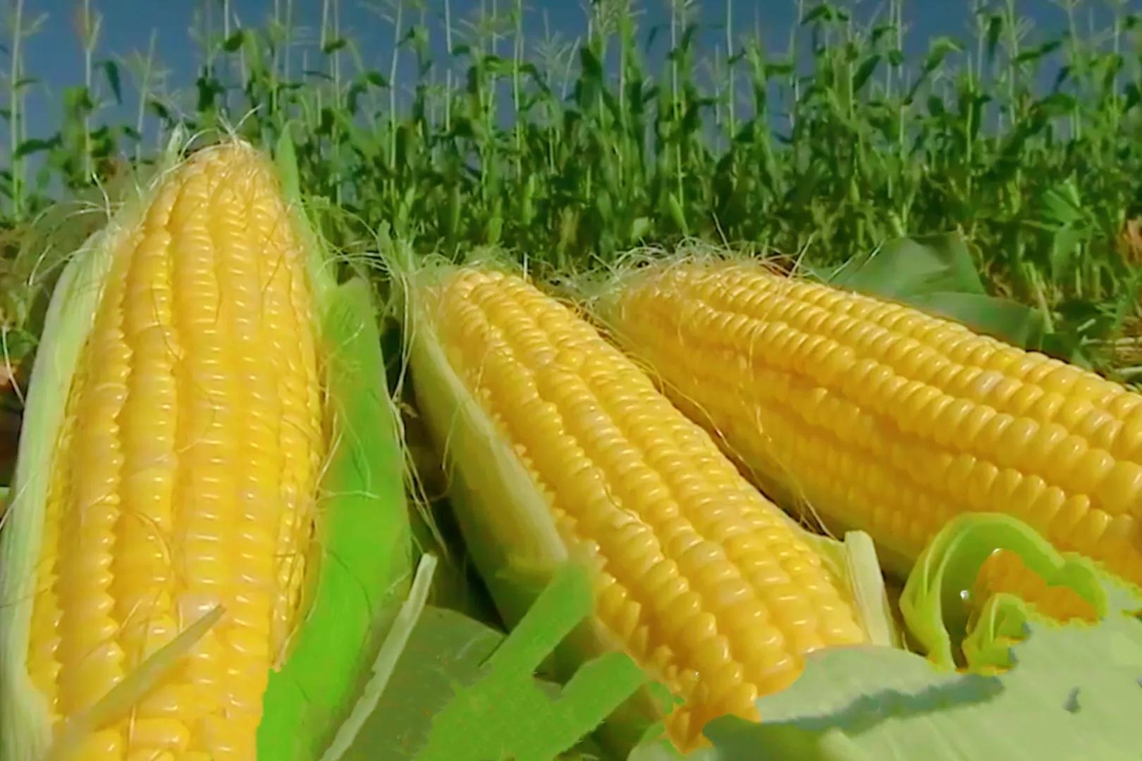 玉米芯儿在韩国怎么吃,玉米芯韩国食用