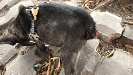 墨墨：屁屁烂得血红的小斗牛，会不会是第二个“白月初”