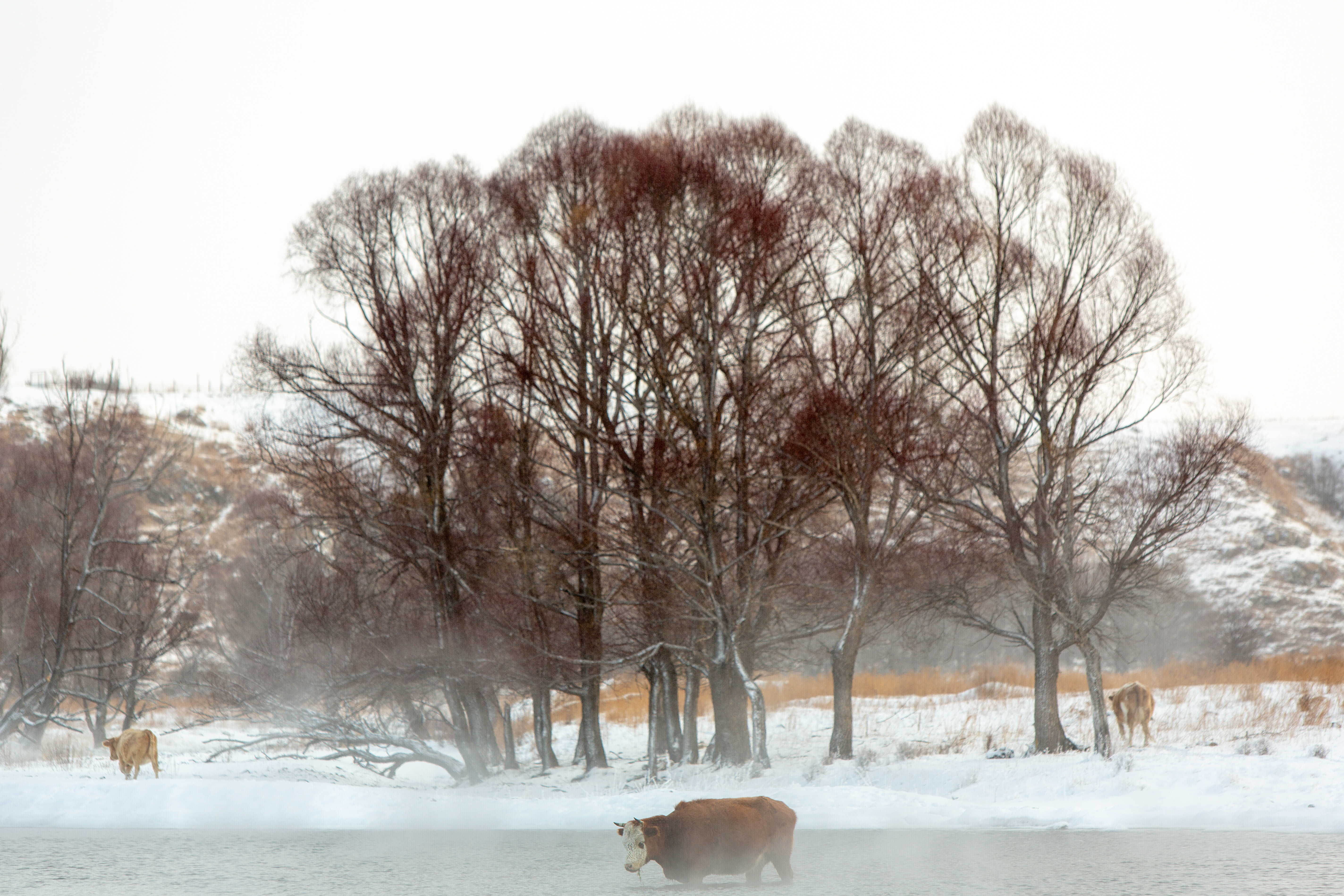内蒙古的冬天有多好玩,内蒙古的冬天能有多美