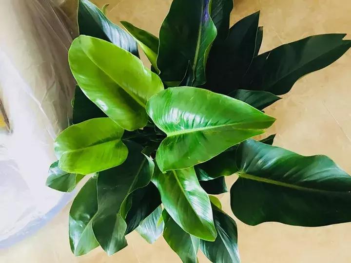 绿萝十大净化空气植物,好养适合新手净化空气的植物