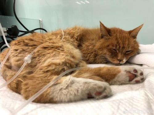 铲屎官突然离开猫咪会怎样,铲屎官去世前猫咪的反应