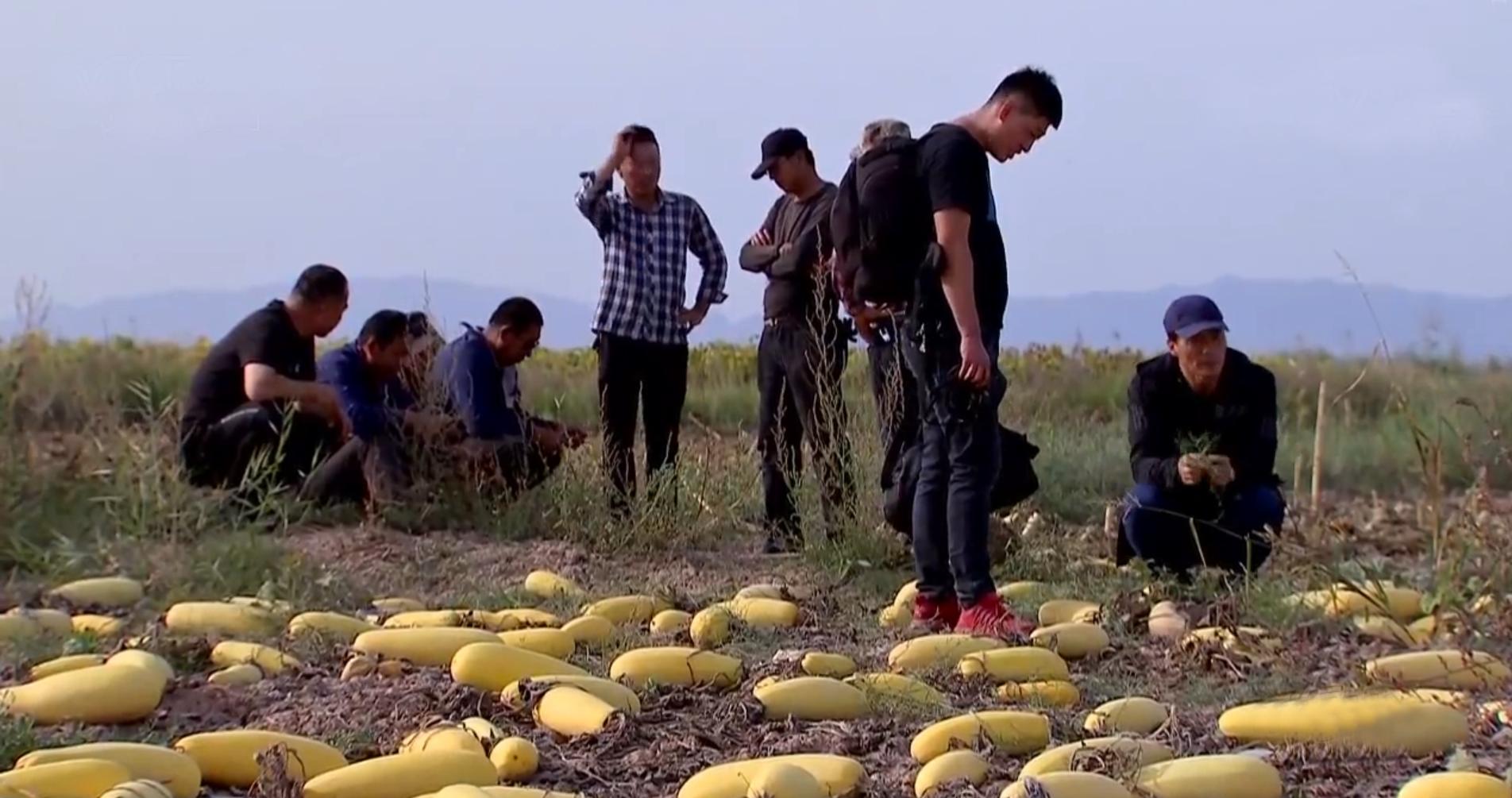 黑龙江西葫芦种植,农民种植西葫芦亩收入