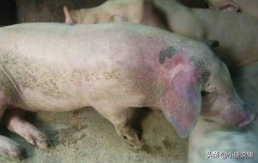 一位山村老养猪人的笔记，治疗猪瘟的四付中药处方