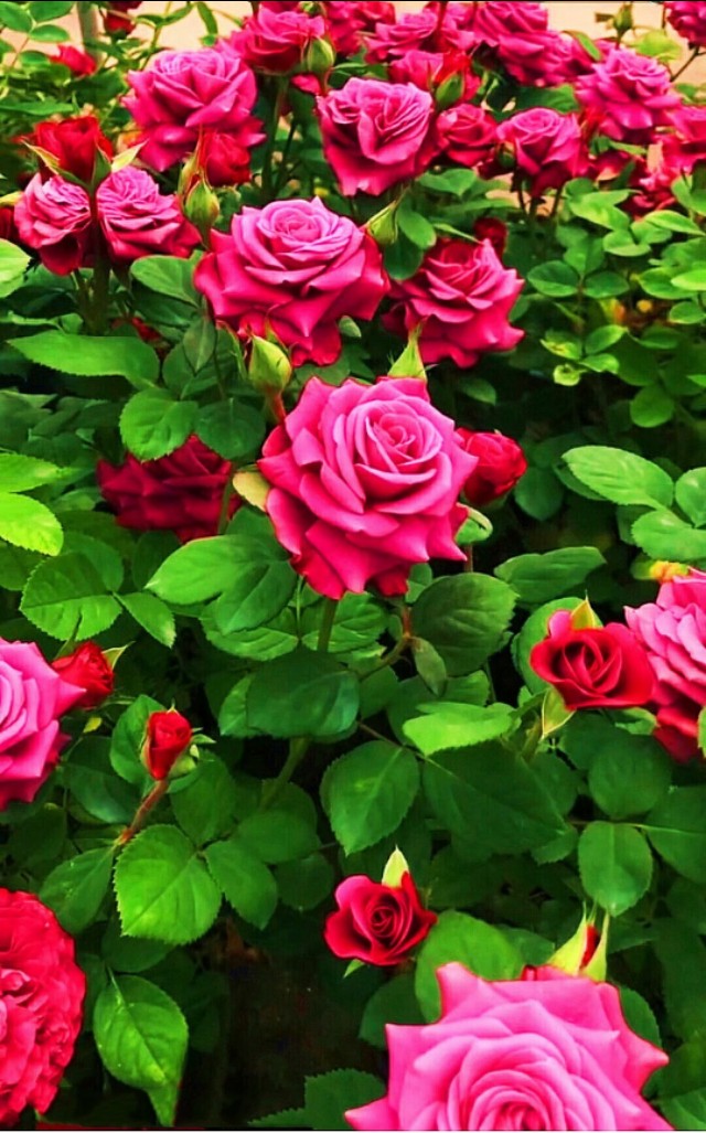 夏天美丽的花,漂亮的花儿开放时间