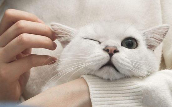 猫咪体内驱虫和体外驱虫能一起吗,猫咪体外驱虫为什么要禁食