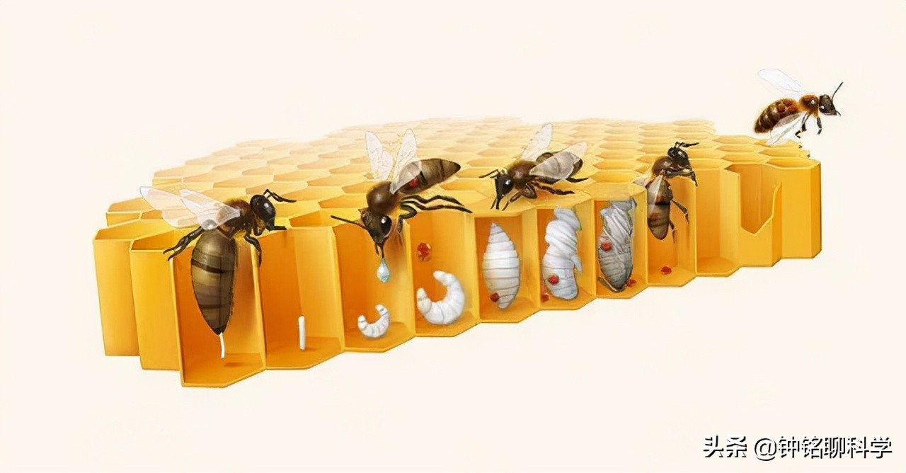一妻多夫制的蜜蜂,为何边飞边交配,雄*交性**配完为何就会死亡?