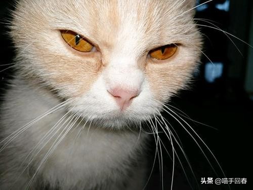 猫咪得了病治不好要安乐死吗,猫咪得了猫腹水安乐死