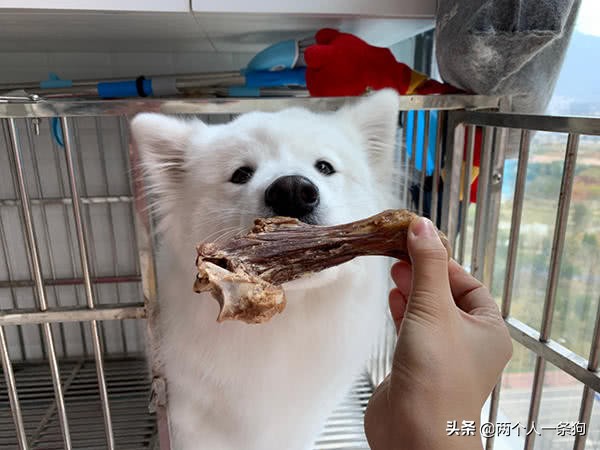 萨摩耶挑食妈妈做狗粮,如何改善萨摩耶挑食