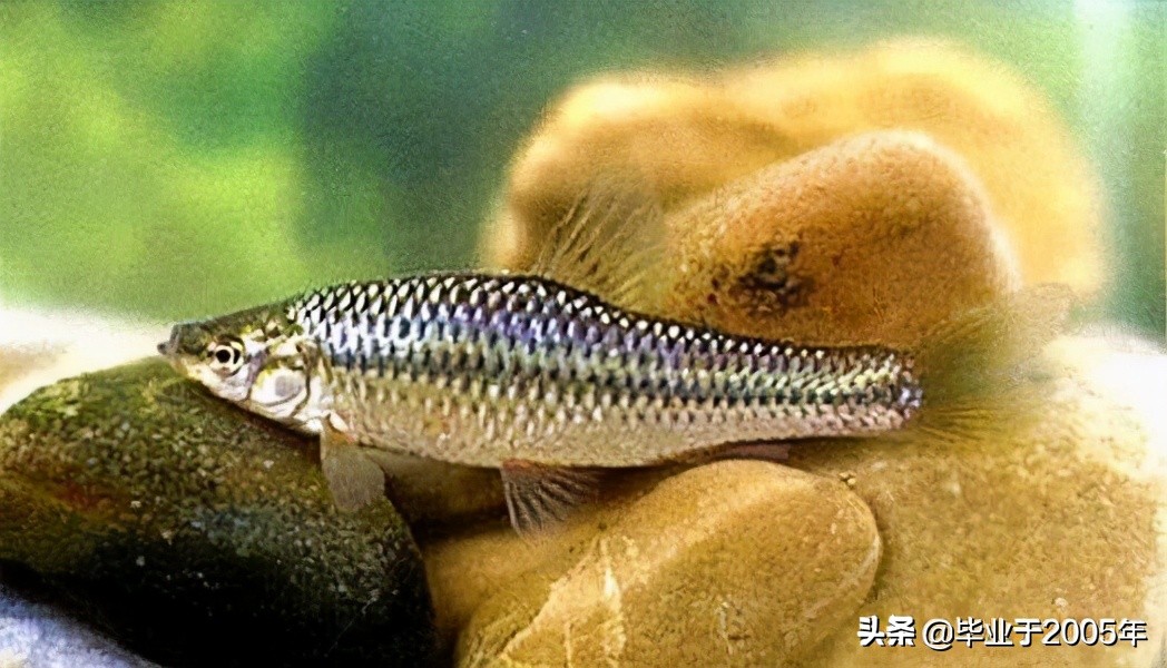 大连近海常见鱼类图鉴,大连哪里可以垂钓淡水鱼