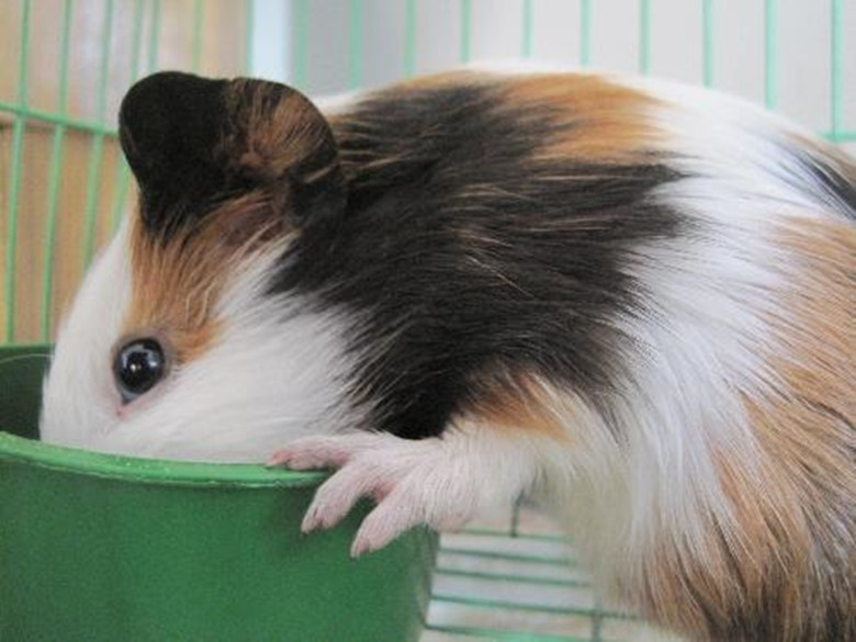 短逆毛荷兰猪可以养到几岁,养荷兰猪需要准备什么东西