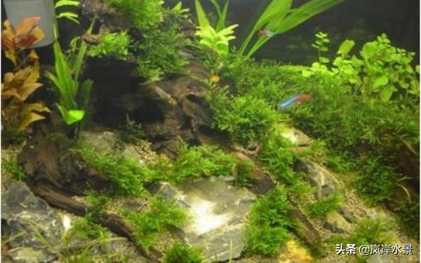 水景缸造景水草,岚岸水景设计公司