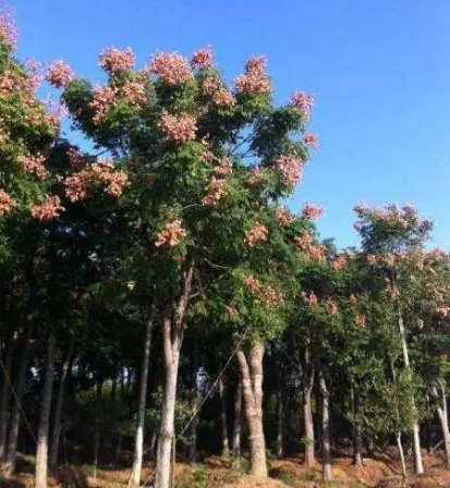 近期栾树价格,目前栾树市场销路