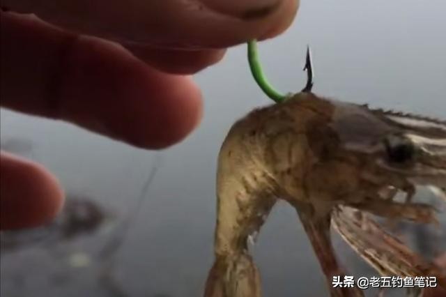 泥鳅钓法是不是被禁止使用了,泥鳅钓法违法吗