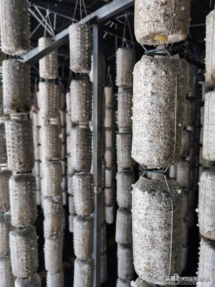 赴一场槐花的邀约——宝鸡作家赴扶风野河山采风