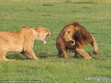 母狮一天发情40次,还追着公狮咬蛋蛋?根本不是这样啊....