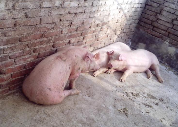 猪口蹄溃烂用什么药,猪口蹄恢复后还会得口蹄疫吗