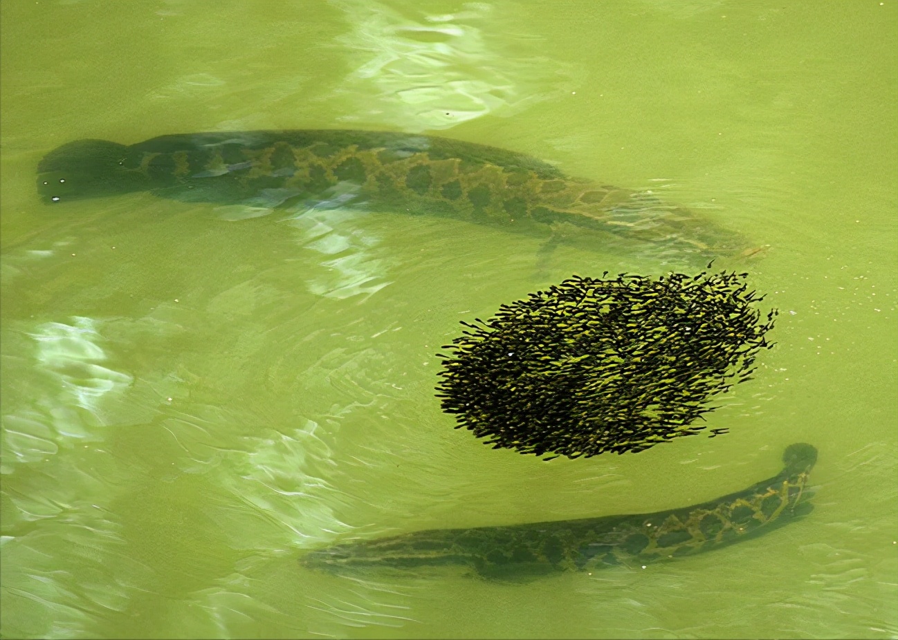 小黑鱼离开大黑鱼能存活吗,黑鱼如果钓走了小黑鱼还能不能活