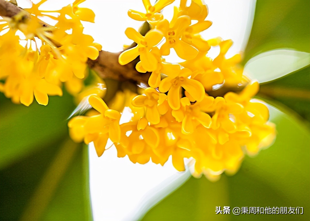 绉夊懆,绉夊懆鍜屼粬鐨勬湅鍙嬩滑