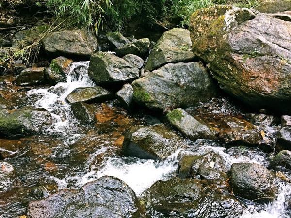龙门胡须鸡做法视频,正宗龙门胡须鸡绝对正品