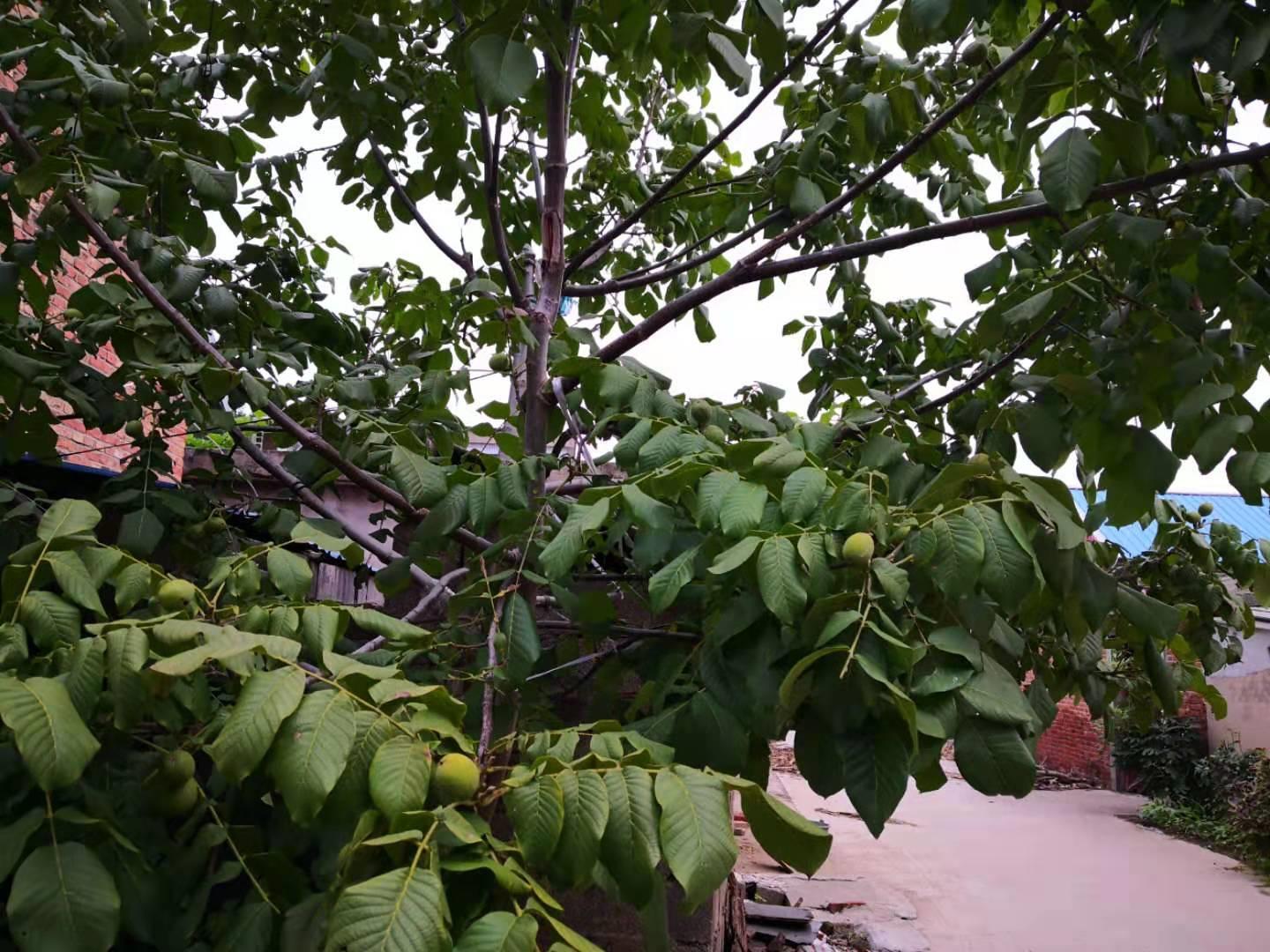 邳州古镇天气预报,邳州古镇宿羊山