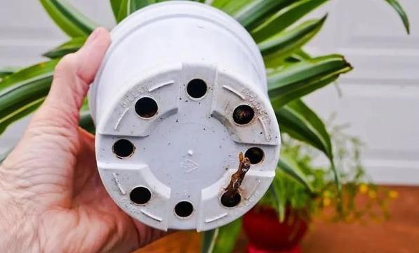 如何防止水培植物烂根的方法,盆栽积水补救方法