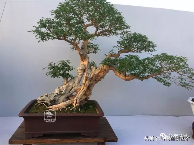 杂木盆景也毫不逊色,杂木盆景值钱吗