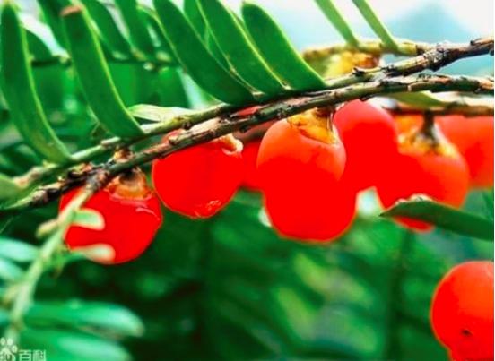 “红豆杉”是什么样子的？终于有点懂了