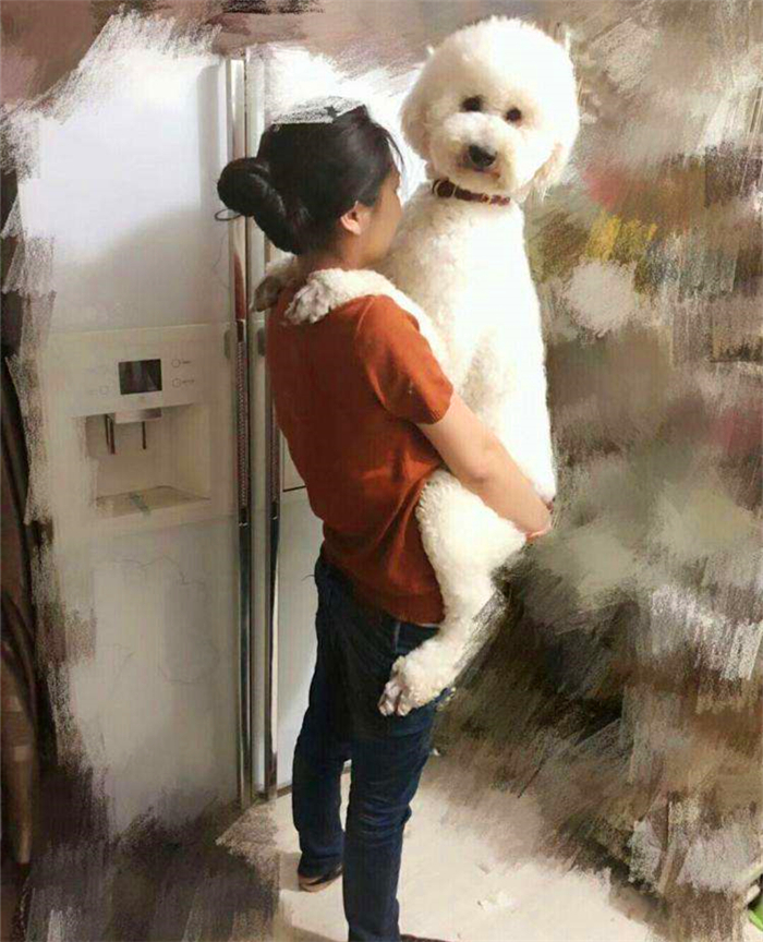 泰迪跟巨贵中间有什么关系呢,泰迪的正确喂养方法如下