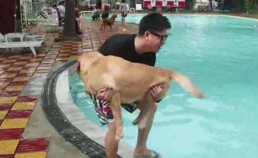 用抱宝宝的方式抱狗狗,抱狗的四个方式