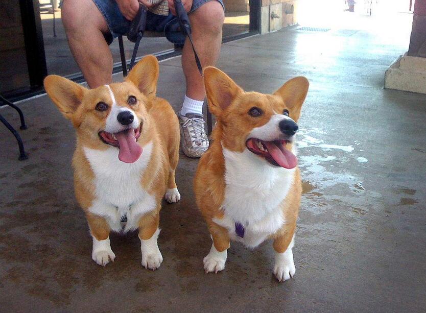 如何训练一支柯基狗狗不咬人,如何训练好一只柯基