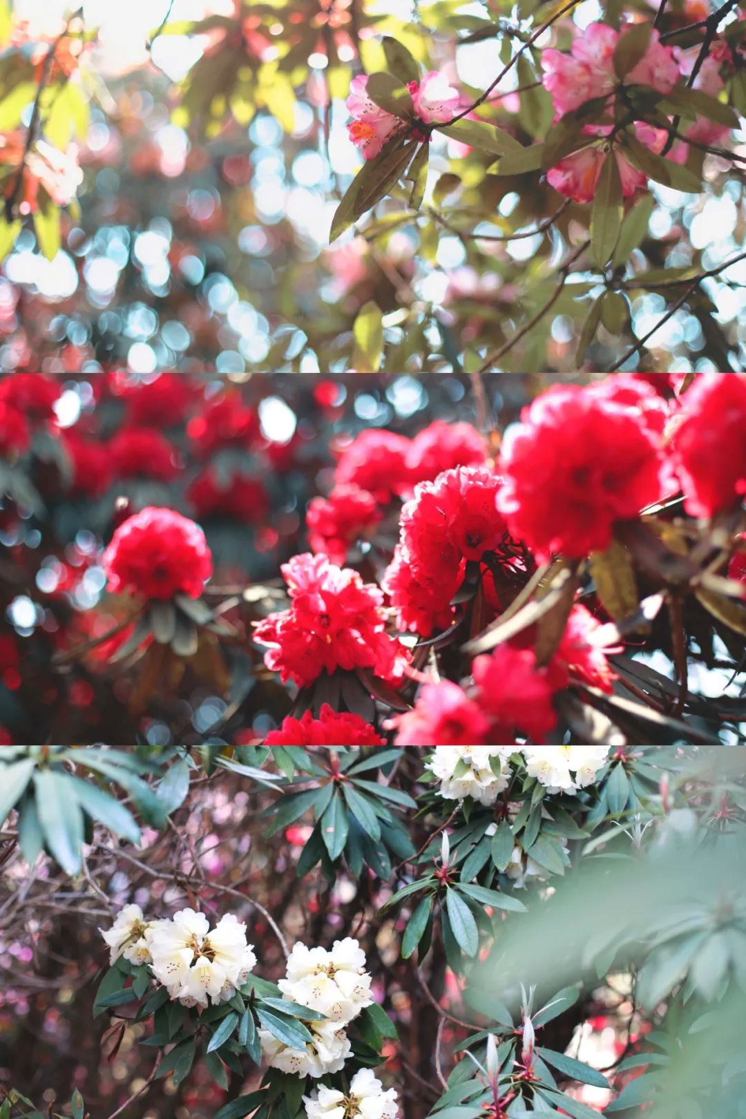 贵州有好多景点,贵州今年比较火的景点